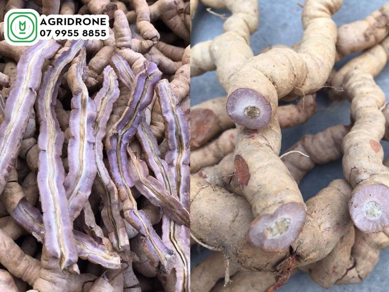 dich vu phun thuoc quang ninh 01