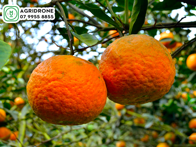 dich vu phun thuoc tuyen quang