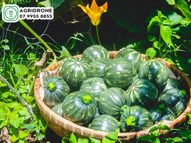 dich vu phun thuoc vinh phuc