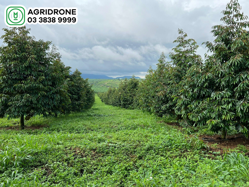 khoang canh trong sau rieng 2