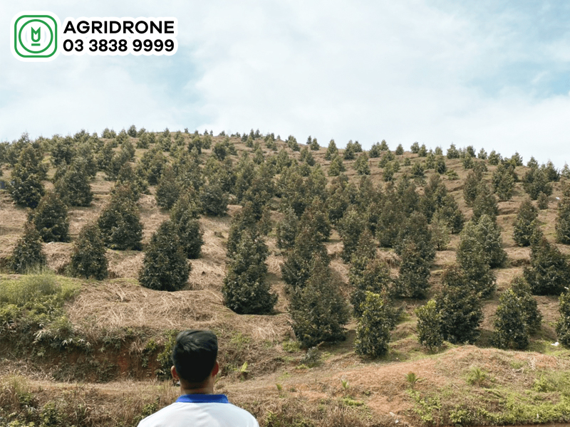 ky thuat trong sau rieng 2