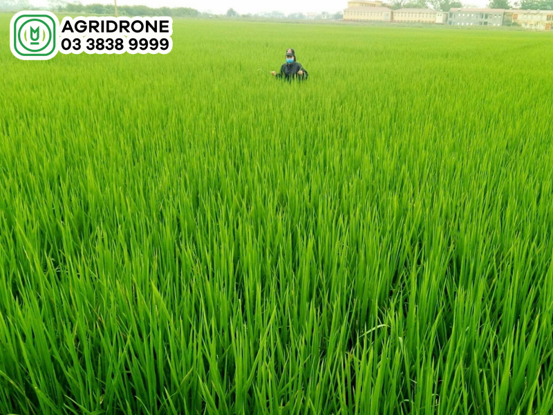 lua 40 ngay xit thuoc gi 1