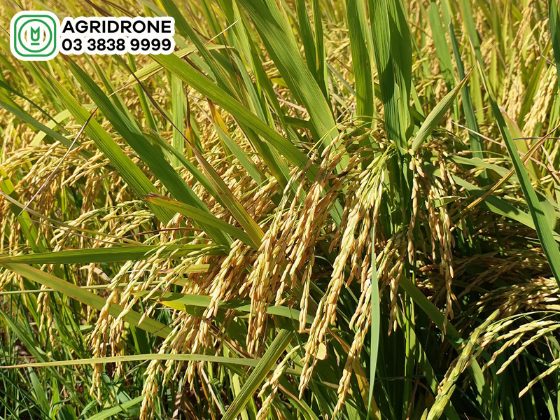 lua bi benh vang lun 01