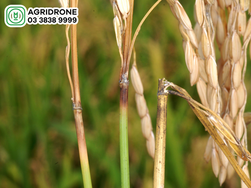 lua tro deu phun thuoc gi 1