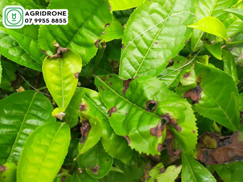 may bay phun thuoc cho cay che 01