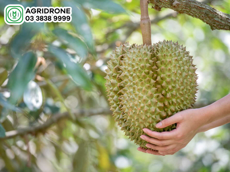 mua sau rieng thang may 2