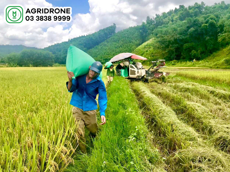 nang suat lua vu mua 1