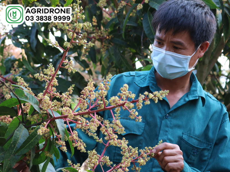 phun thuoc dau qua vao khi nao 02