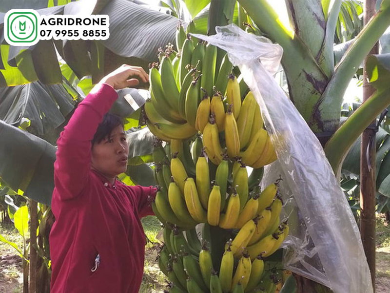 sau benh hai chinh tren cay chuoi 01