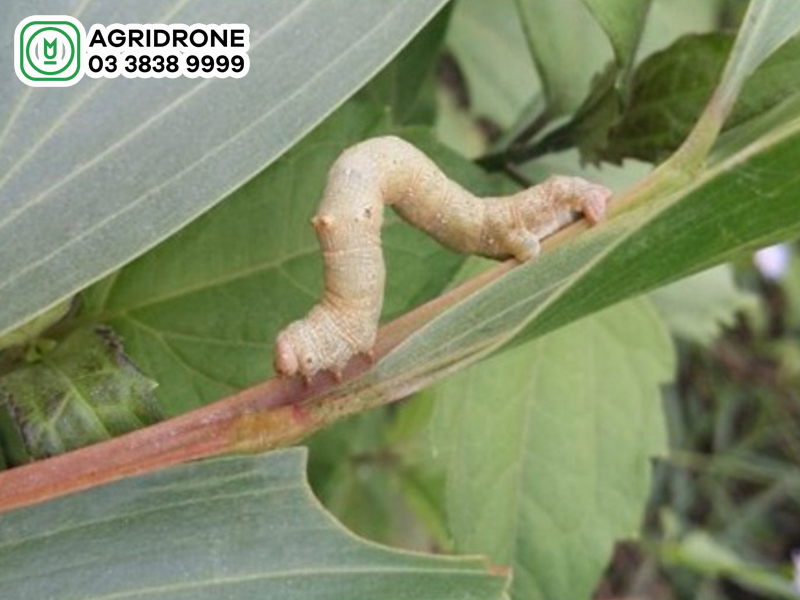 sau benh hai tren cay que 01