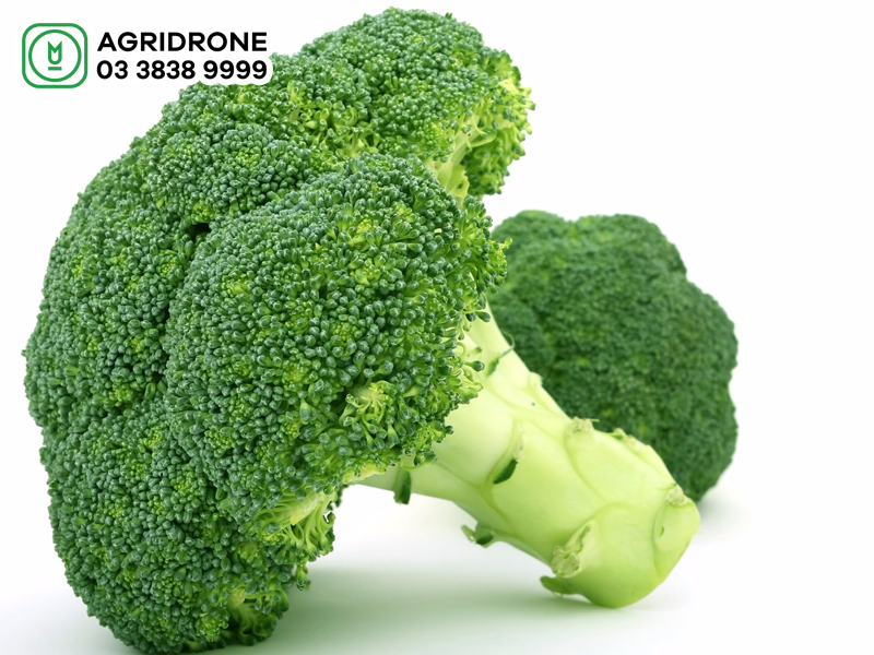 sau benh tren cay sup lo 01