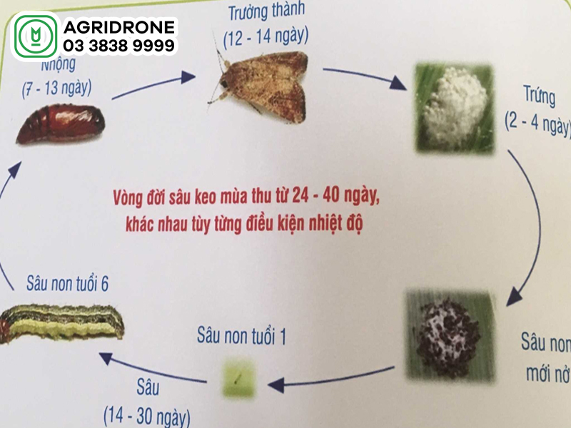 sau keo mua thu hai lua 02