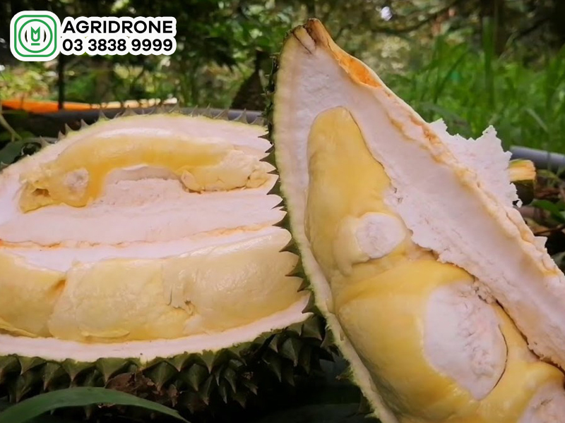 sau rieng chuong bo 2