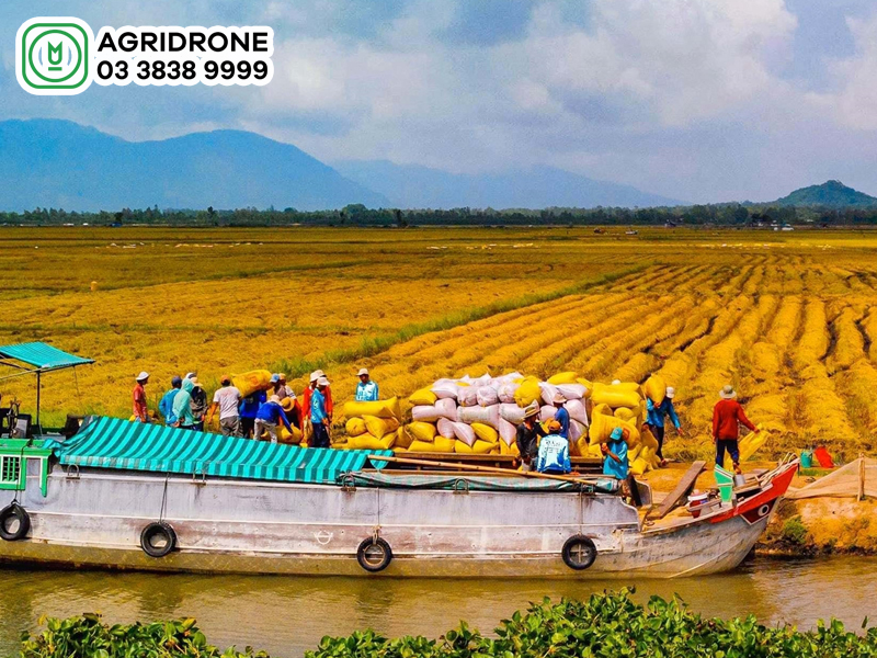 tro ngai lon nhat trong san xuat lua vu mua 2
