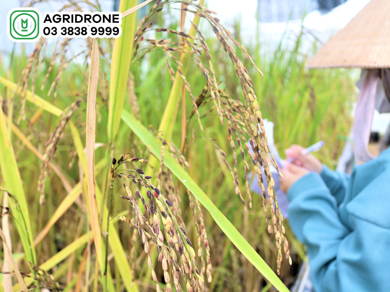 xu huong thay doi co cau mua vu 3