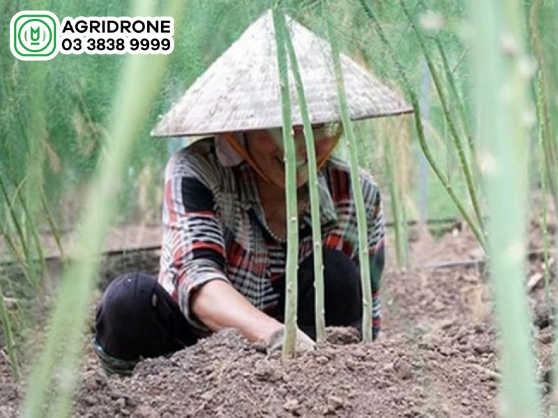 Hiệu quả mô hình trồng nha đam tại xã Quảng Sơn  Sở Nông nghiệp và Phát  triển Nông thôn  tỉnh Ninh Thuận