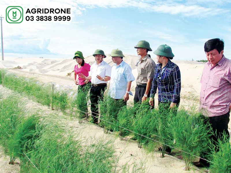Mô hình trồng cây trên đất cát hiệu quả cao 2023