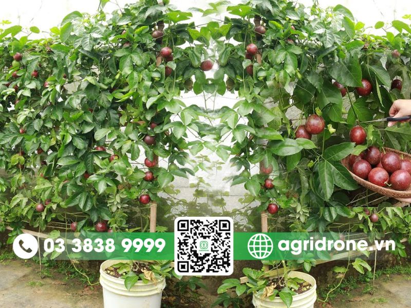 Cách trồng chanh dây trong chậu