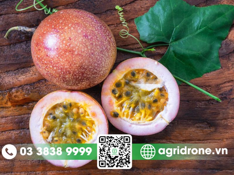 Giới thiệu giống chanh dây thông đỏ
