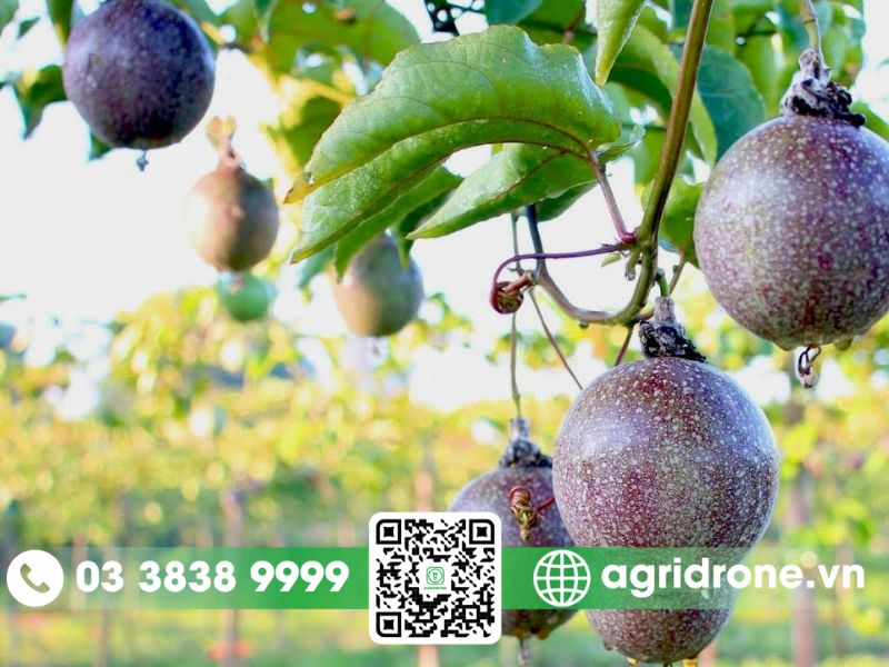 Giống chanh dây thông đỏ: lợi ích & cách chăm sóc