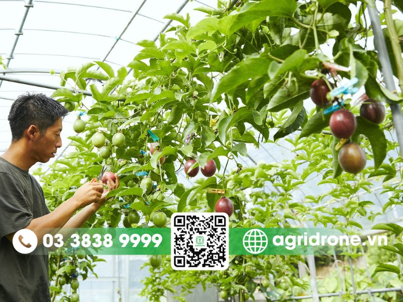 Kỹ thuật trồng chanh dây đơn giản và hiệu quả cao