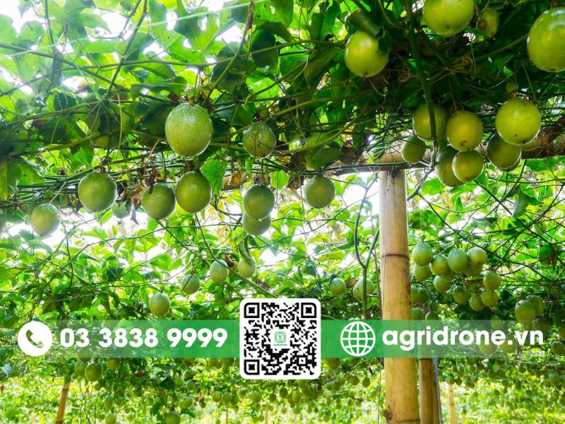 Lựa chọn giống chanh dây phù hợp