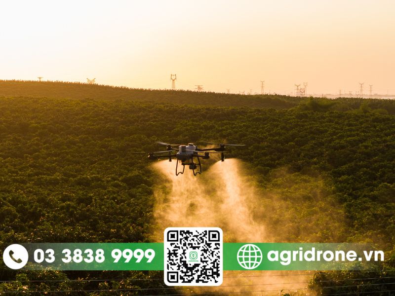 Giải pháp máy bay xịt thuốc trừ sâu bệnh gây hại cho cây quế tại tỉnh Yên Bái