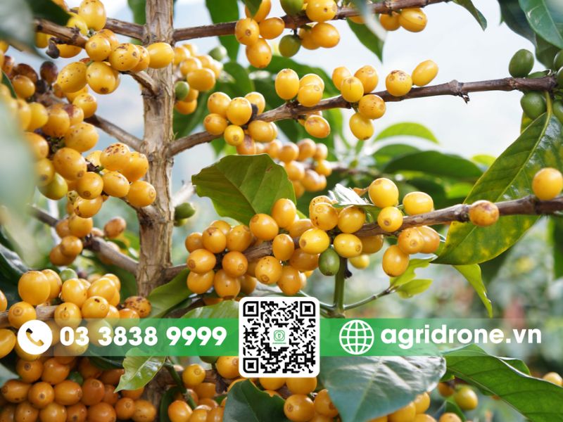 4 loại cà phê Arabica phổ biến ở Việt Nam