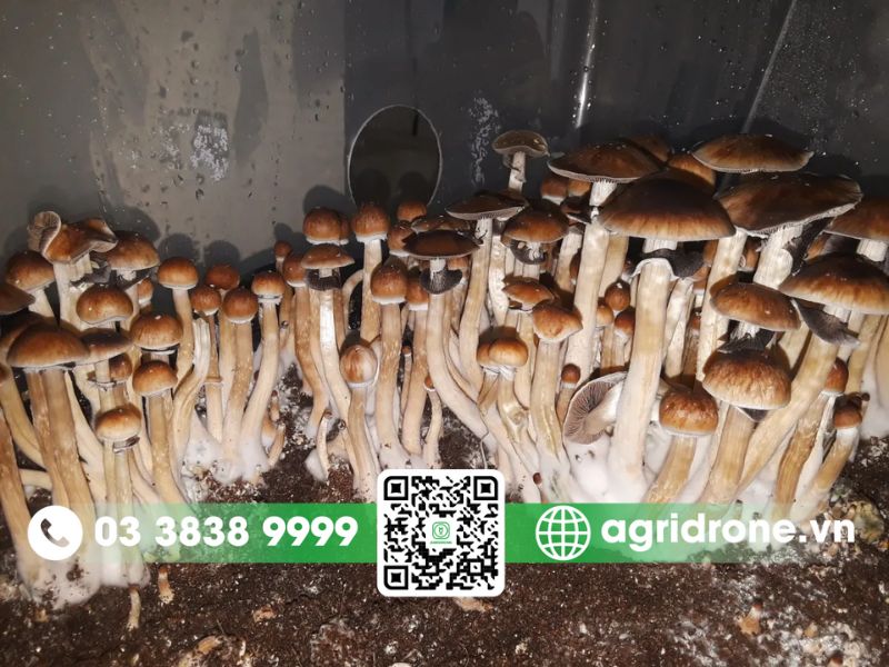 Bã cà phê làm giá thể để trồng nấm
