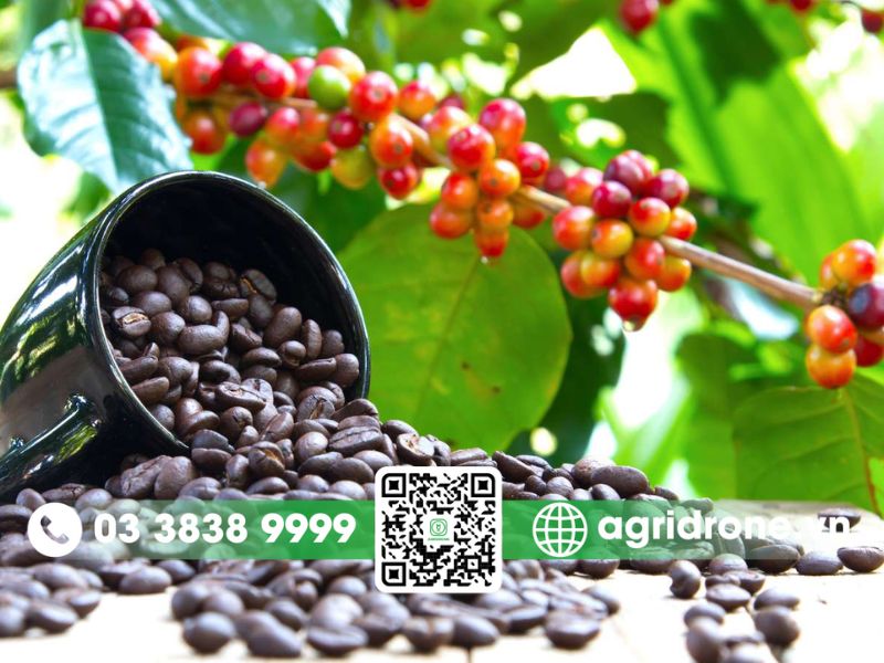 Cà phê Arabica là gì?