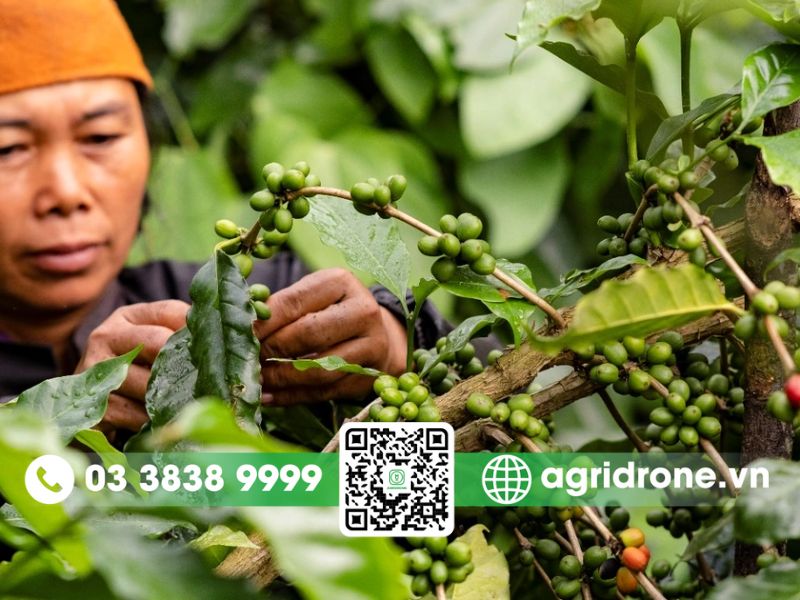 Các vùng trồng cà phê Arabica nổi tiếng tại Việt Nam