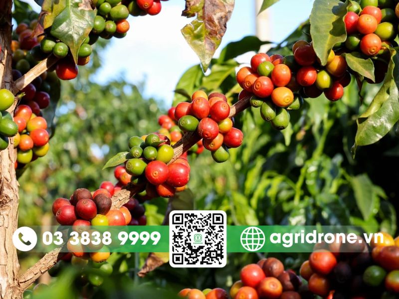Cây cà phê Arabica: Nguồn gốc, đặc điểm và vùng trồng