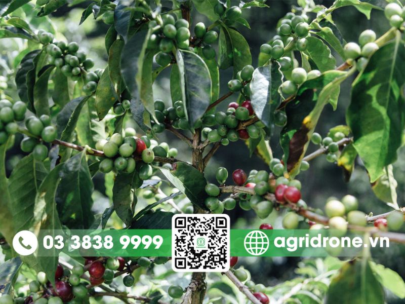 Đặc điểm của cây cà phê Arabica là gì?
