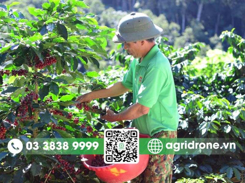 Điều kiện sinh thái lý tưởng để trồng cà phê Arabica