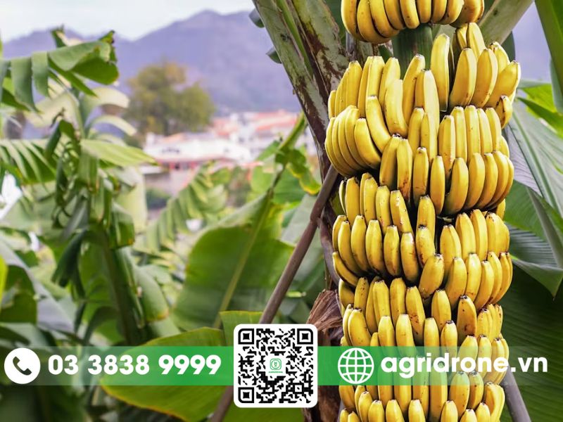 Giá trị dinh dưỡng của chuối và ứng dụng trong nông nghiệp