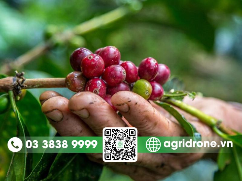 Hành trình cây cà phê du nhập vào Việt Nam