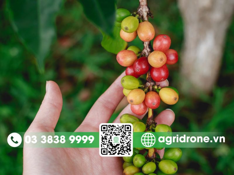 Lợi ích kinh tế và xã hội của cây cà phê là gì