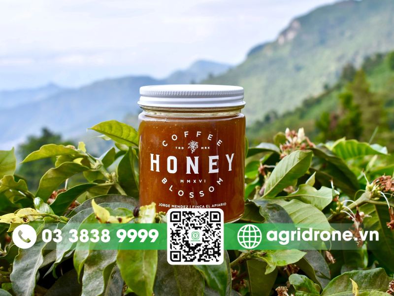 Mật ong hoa cà phê có tốt không?