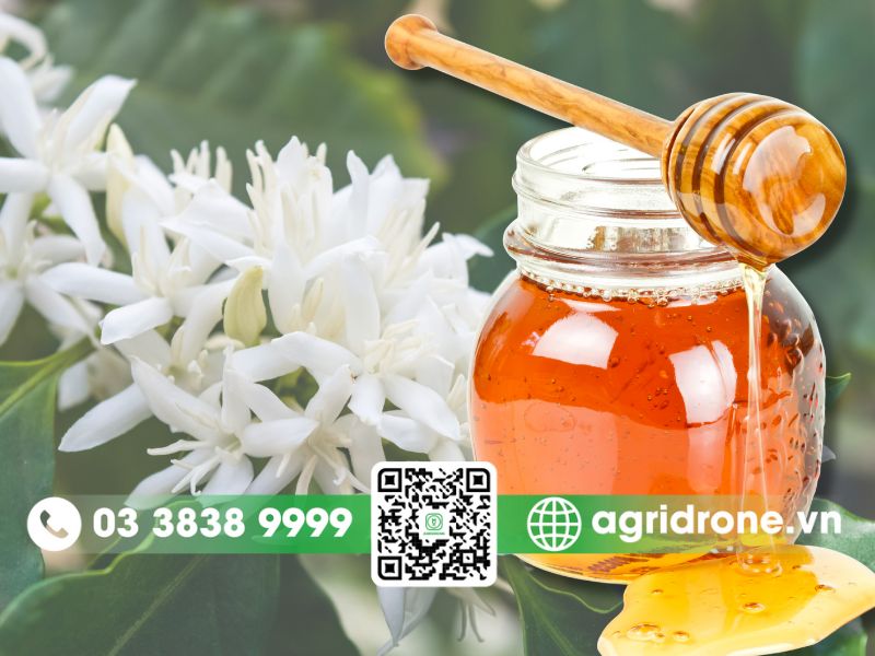 Mật ong hoa cà phê là gì?