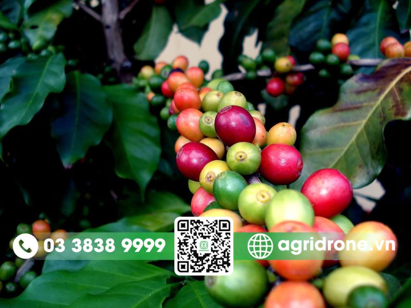 Nguồn gốc cây cà phê ở đâu? Câu chuyện lịch sử cần biết