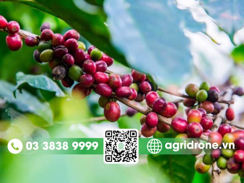 Nguồn gốc của cây cà phê