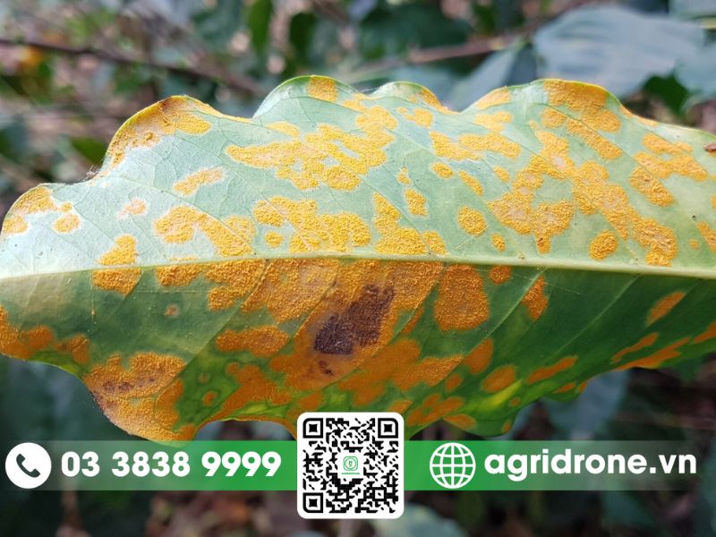 Bệnh gỉ sắt trên cây cà phê: nguyên nhân và cách phòng trừ
