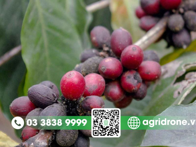 Bệnh thán thư trên cây cà phê là gì?