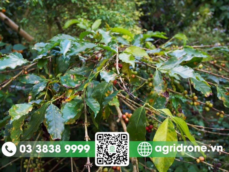 Các loại thuốc trị bệnh gỉ sắt trên cây cà phê