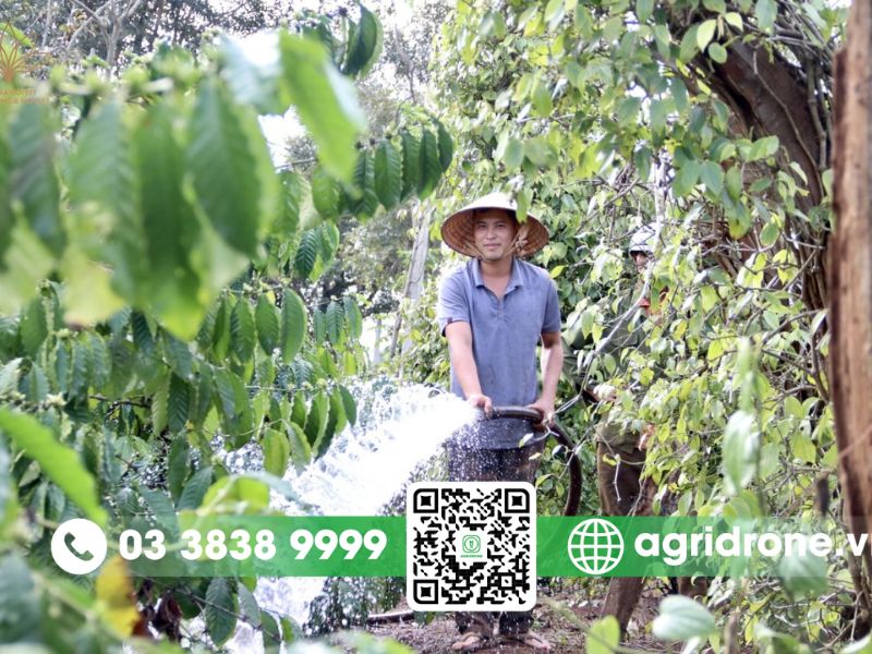 Cách phòng trừ bệnh thán thư trên cây cà phê