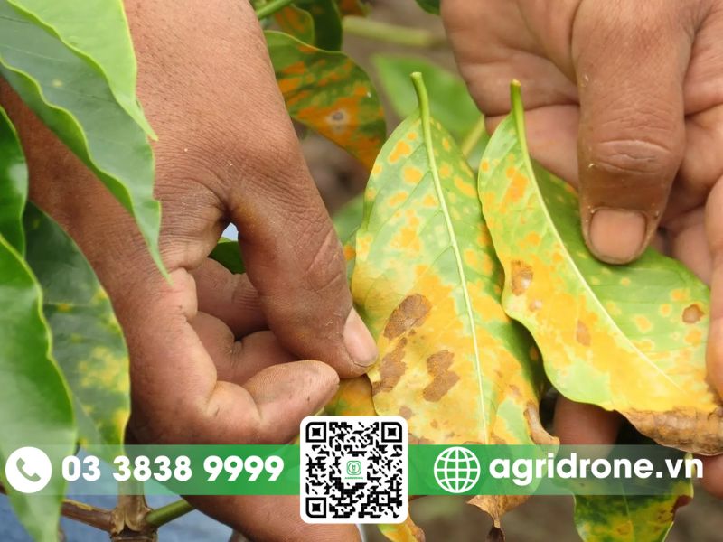 Tác hại của bệnh gỉ sắt cho cà phê