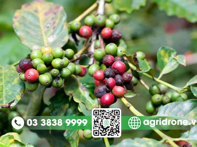 Triệu chứng của bệnh thán thư trên cây cà phê