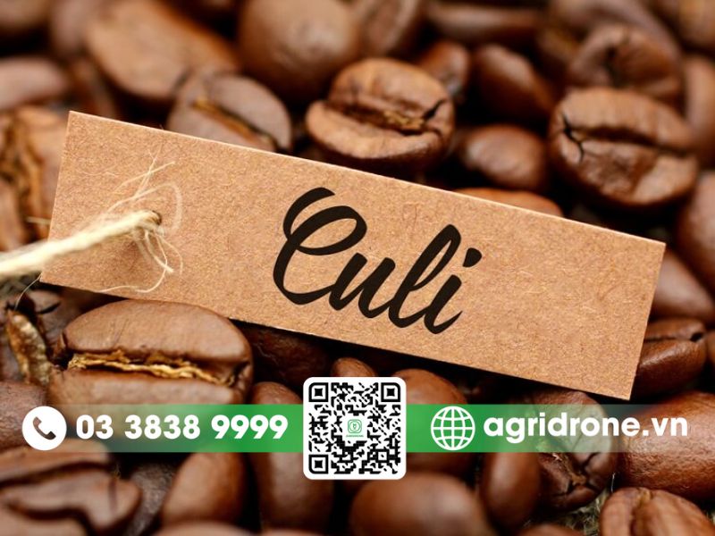 Cà phê Culi (Cà phê Bi)