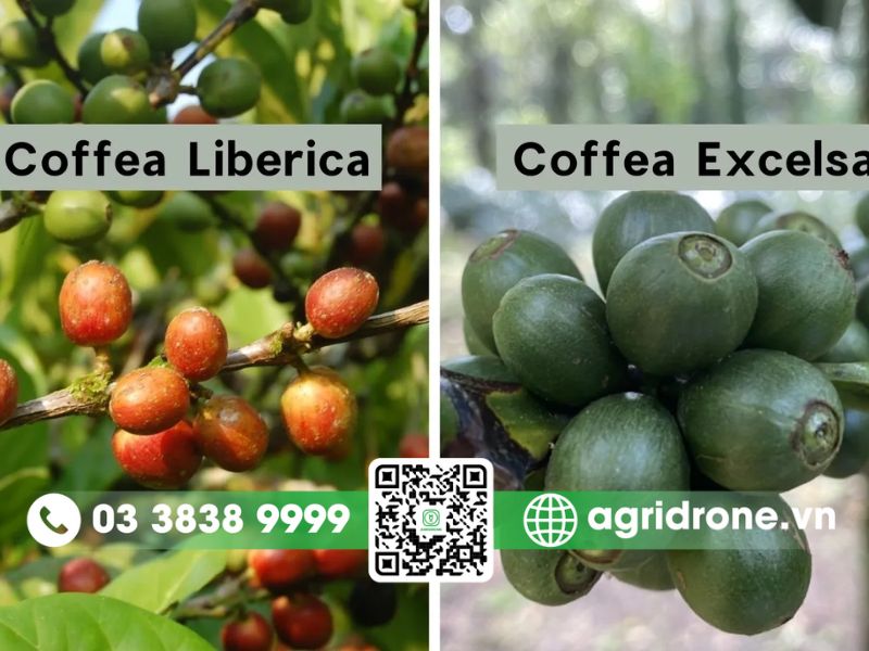 Cà phê Liberica (Cà phê Mít) và Excelsa (Cà phê Cherry)