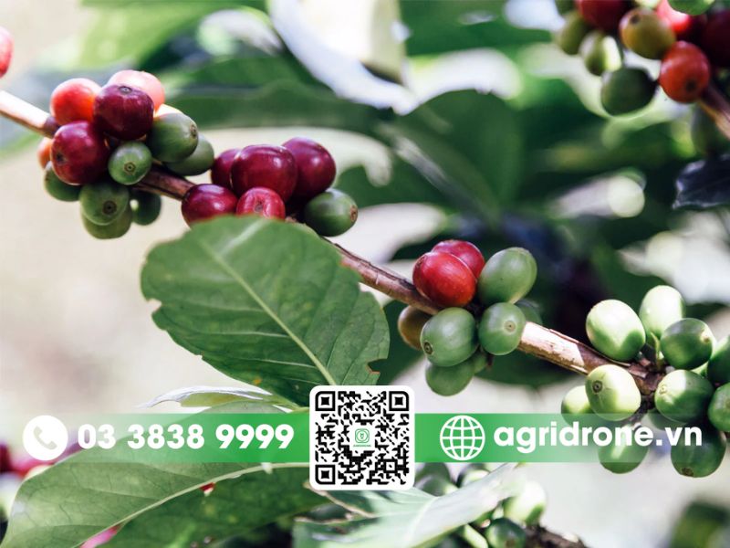 Có bao nhiêu loại cà phê trồng tại Việt Nam? Phân biệt 4 dòng chính